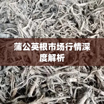 蒲公英根市场行情深度解析