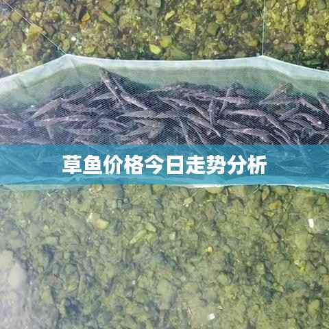 草鱼价格今日走势分析