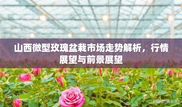山西微型玫瑰盆栽市场走势解析，行情展望与前景展望