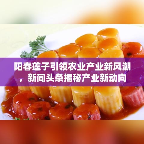 阳春莲子引领农业产业新风潮,新闻头条揭秘产业新动向